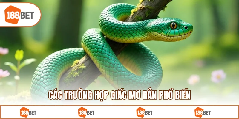 Các trường hợp giấc mơ rắn phổ biến