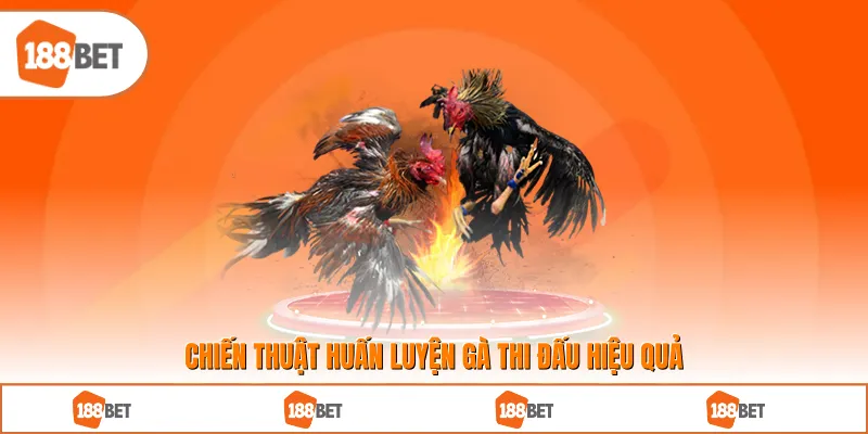 Chiến thuật huấn luyện gà thi đấu hiệu quả