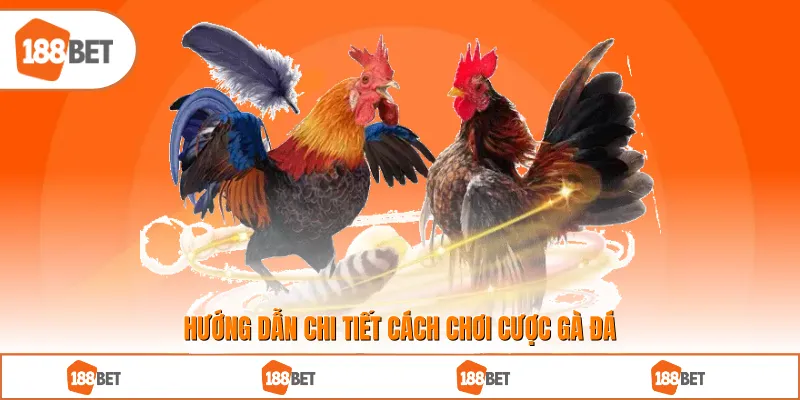 Hướng dẫn chi tiết cách chơi cược gà đá