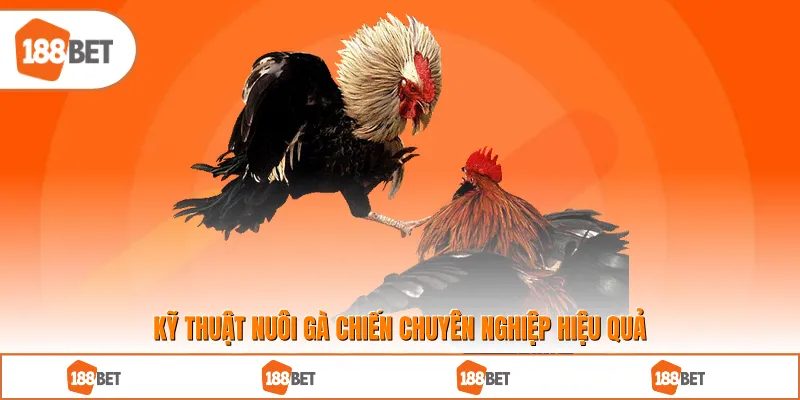 Kỹ thuật nuôi gà chiến chuyên nghiệp hiệu quả