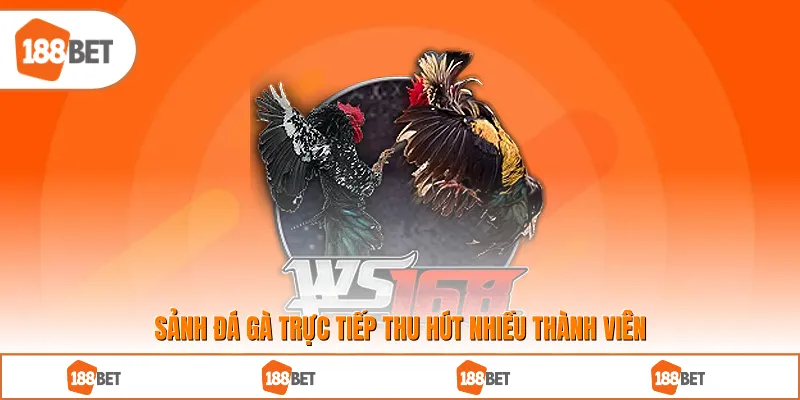 Sảnh đá gà trực tiếp thu hút nhiều thành viên