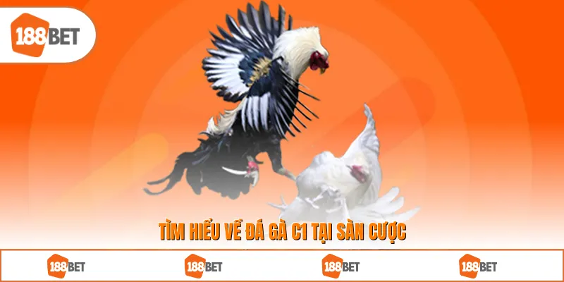 Tìm hiểu về đá gà C1 tại sàn cược