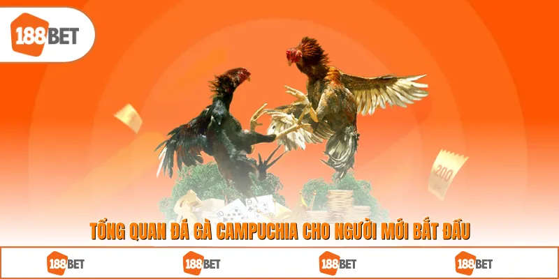 Tổng quan đá gà Campuchia cho người mới bắt đầu